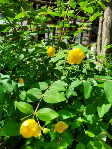 沙沙貴神社の自然