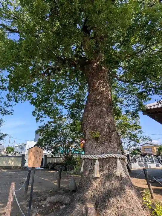 龍泉寺(足利厄除大師)(栃木県)