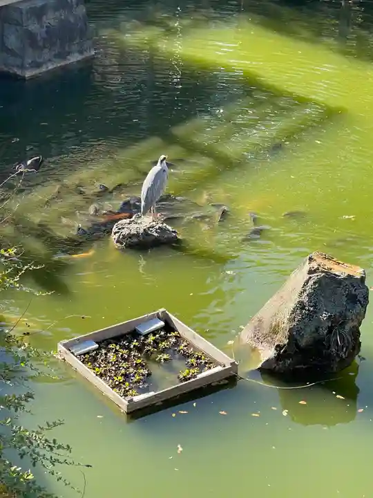 亀戸天神社(東京都)