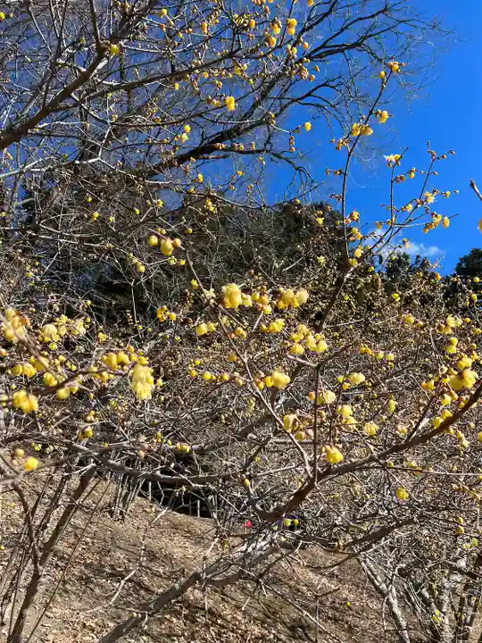 宝登山神社奥宮(埼玉県)