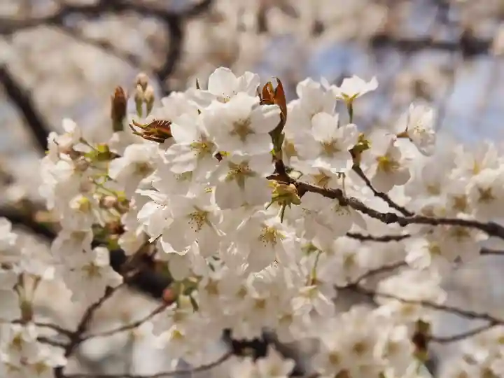 金王八幡宮の自然