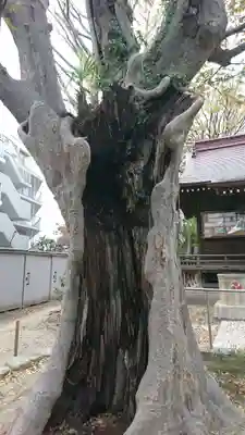 大鷲神社の自然