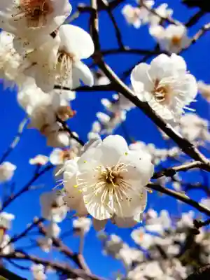 福蔵院(東京都)