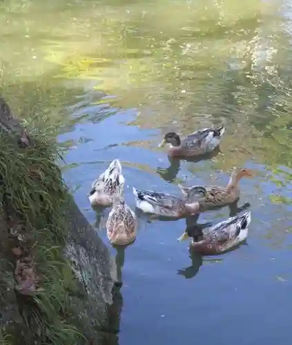 住吉神社(山口県)
