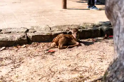 厳島神社(広島県)