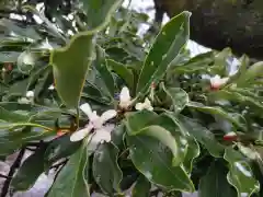 浜松秋葉神社の自然