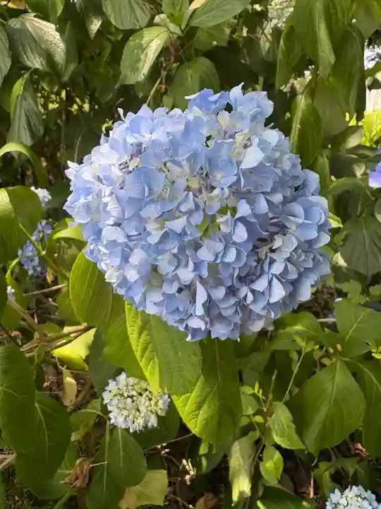 願成寺(福島県)