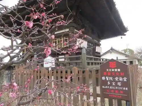 愛染堂勝鬘院の塔