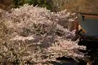 田村大元神社の自然
