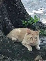 大江神社の動物