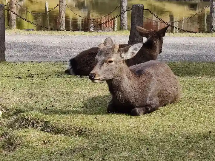 東大寺の動物