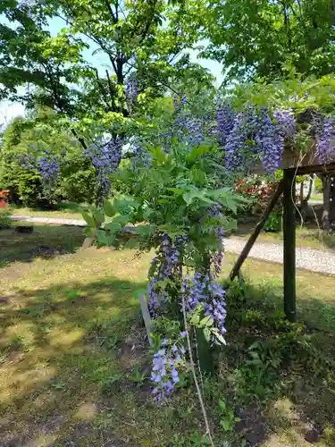 美瑛神社の自然