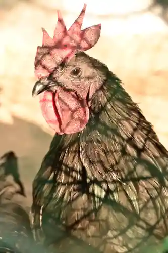 玉祖神社(山口県)