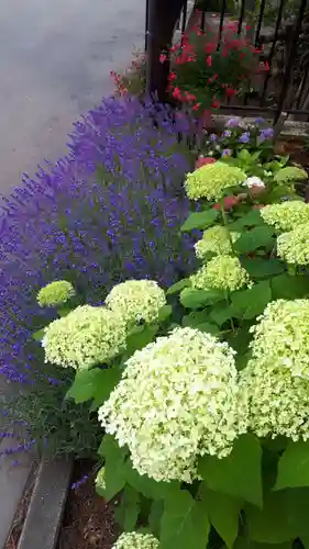 新琴似神社の自然