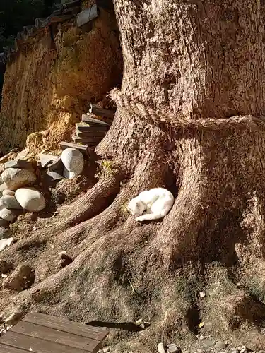 府八幡宮の動物