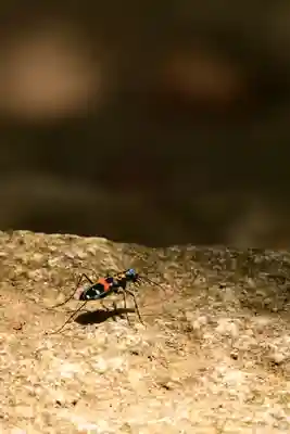 岩屋妙見宮(香川県)