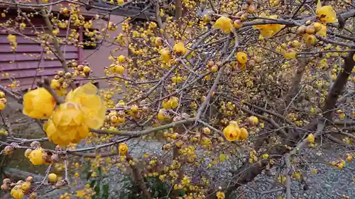 板倉雷電神社の自然