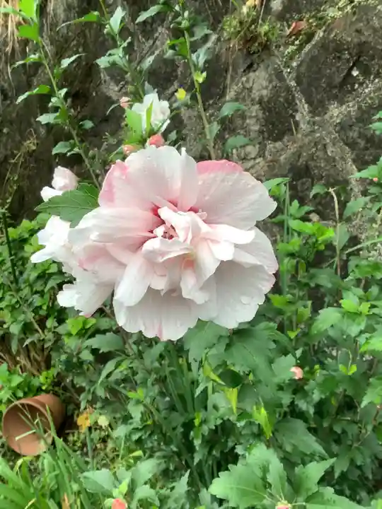 玉野御嶽神社の自然