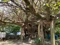 柏島稲荷神社の自然