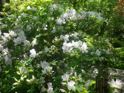 安國論寺（安国論寺）の自然