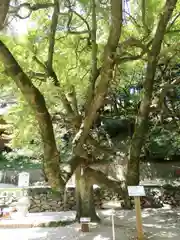 男女神社の自然