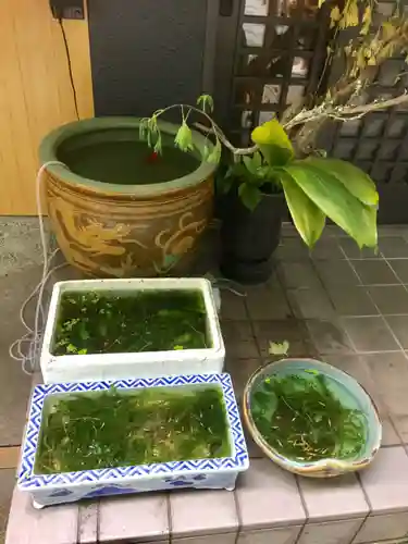 銀杏岡八幡神社の動物