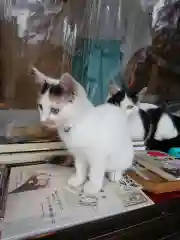 賀茂別雷神社の動物