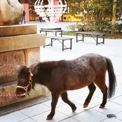 神田神社（神田明神）の動物
