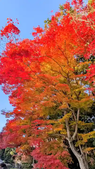 賀茂別雷神社(上賀茂神社)(京都府)