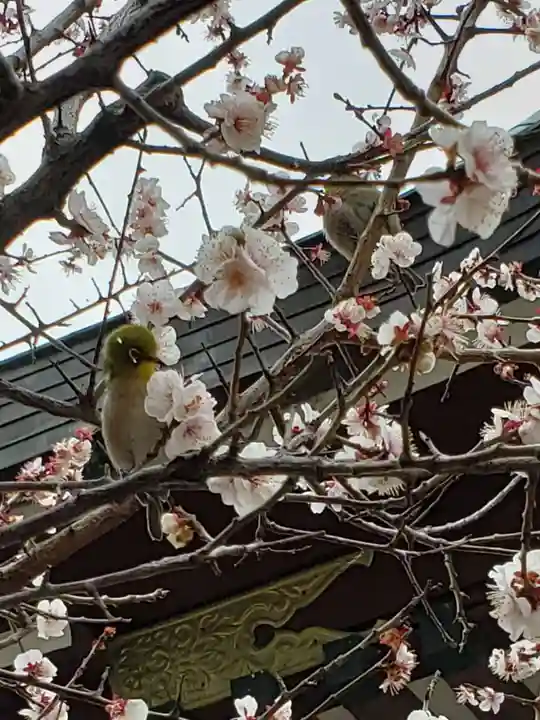 諏訪神社(東京都)