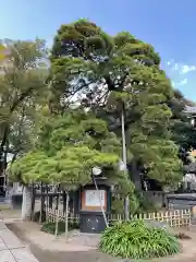 国土安穏寺の自然