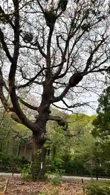 北海道神宮(北海道)