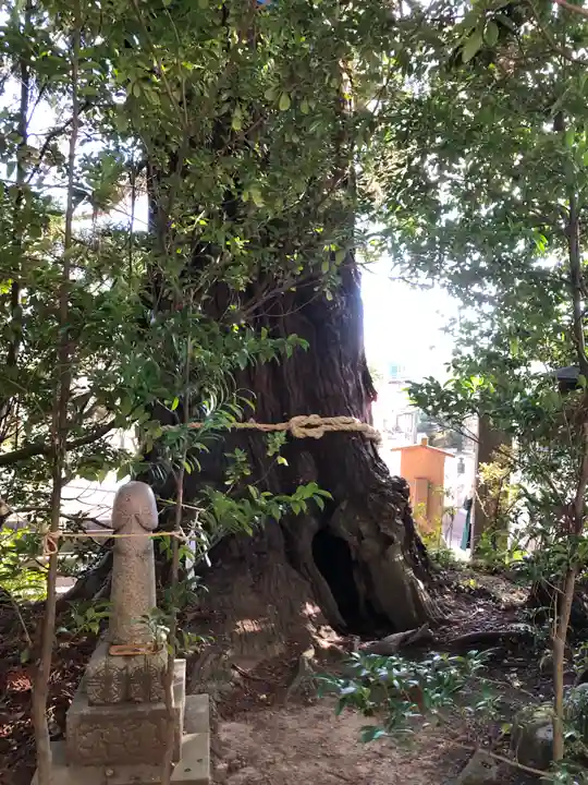 大國魂神社の自然
