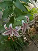 徳持神社(東京都)