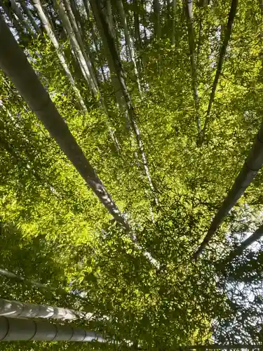 報国寺の{uncategorized: "未分類", other: "その他", undefined: "問題あり", building: "その他建物", grave: "お墓", sacred_gate: "鳥居", guardian: "狛犬", statue: "像", buddha: "仏像", history: "歴史", nature: "自然", garden: "庭園", animal: "動物", pagoda: "塔", temizu: "手水舎", mountain_gate: "山門・神門", sanctuary: "本殿・本堂", subordinate: "末社・摂社", art: "芸術", scenery: "景色", jizo: "地蔵", ema: "絵馬", goshuin: "御朱印", omikuji: "おみくじ", items: "授与品その他", amulet: "お守り", goshuincho: "御朱印帳", eats: "食事", festival: "お祭り", votive_dance: "神楽", shichigosan: "七五三参", wedding: "結婚式", experience: "体験その他", initially: "初詣", around: "周辺", anti_infection: "感染症対策"}