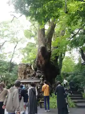 來宮神社(静岡県)