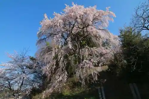 熊野神社の自然