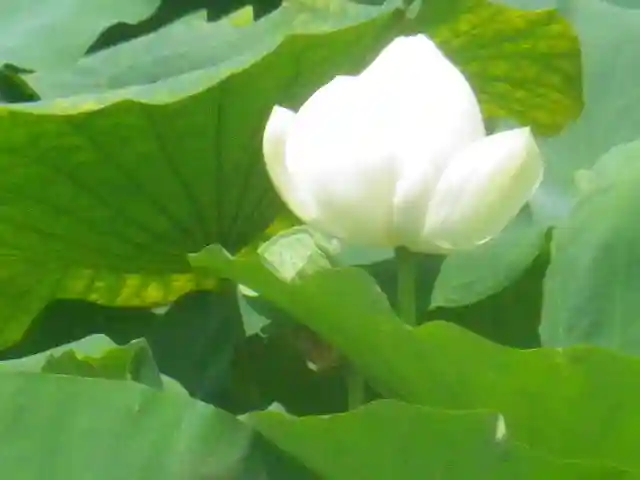 鶴岡八幡宮の自然