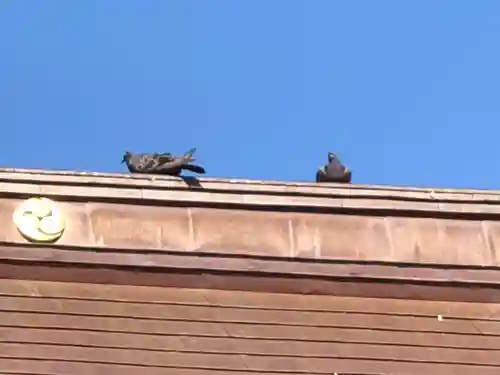 舞子六神社／まいこむの宮の動物