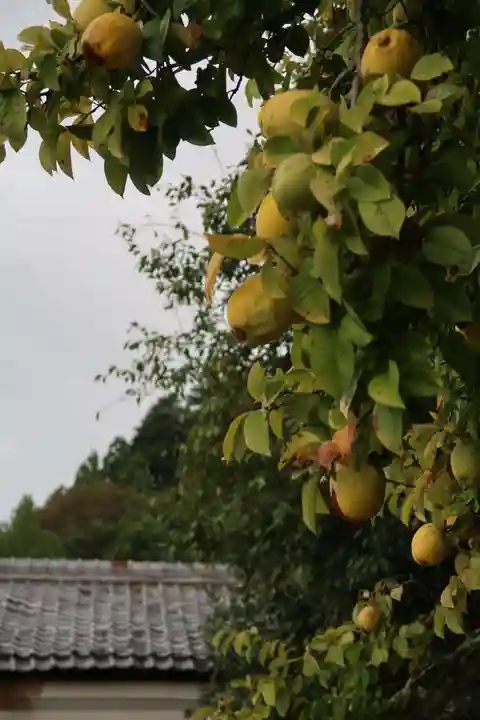 光明寺(京都府)