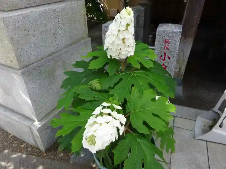 菊名神社の自然