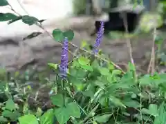 木舟山　順教寺の自然