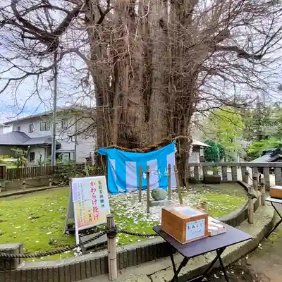 鶴嶺八幡宮(神奈川県)