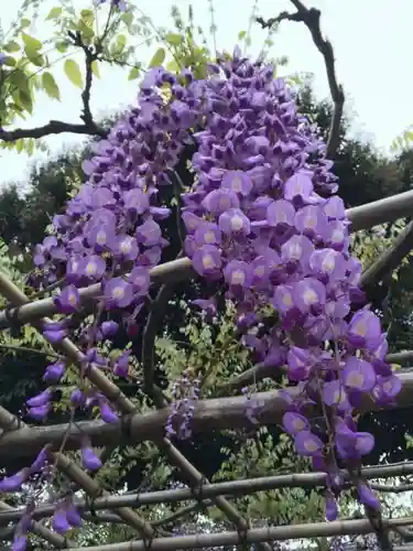 亀戸天神社の自然