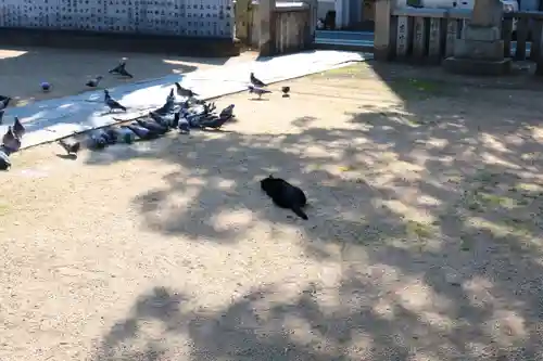 三津厳島神社の動物
