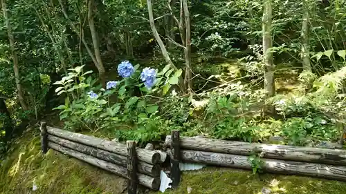 華厳寺（鈴虫寺）の自然