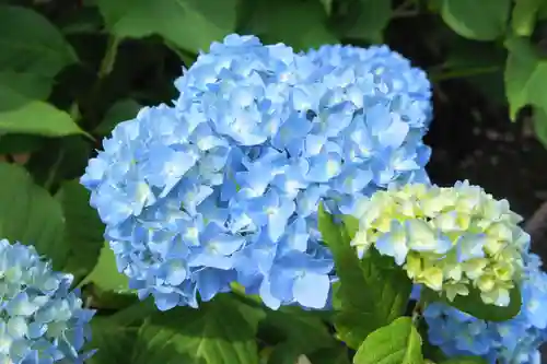 本土寺(千葉県)