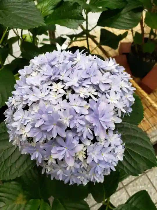 十番稲荷神社の自然