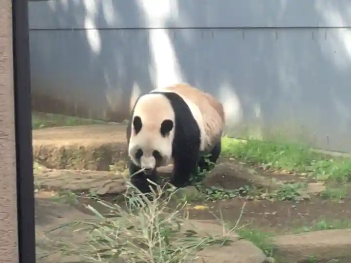 上野東照宮の動物