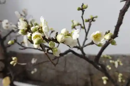 菅原天満宮（菅原神社）の自然